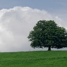 Himmel-Wolke-Baum-Wiese