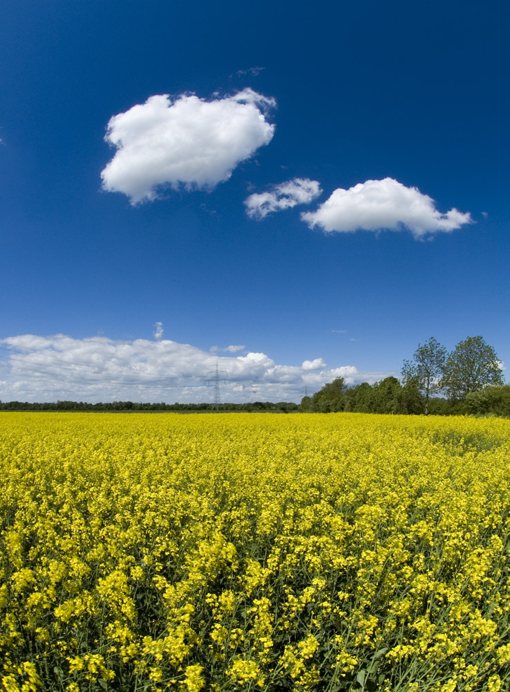 ... Himmel - Wolken - Raps ...