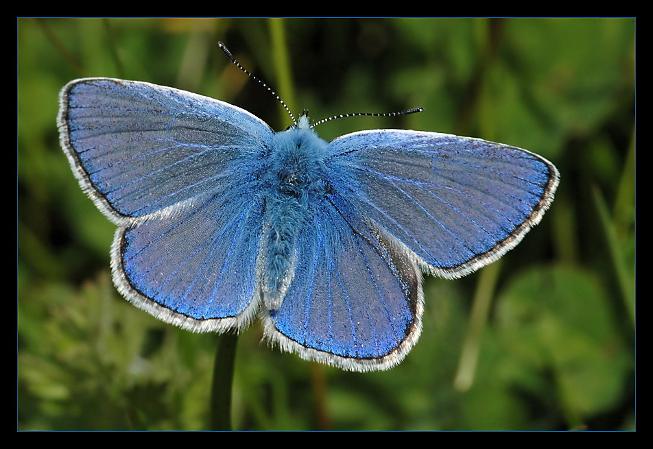 Himmelblau