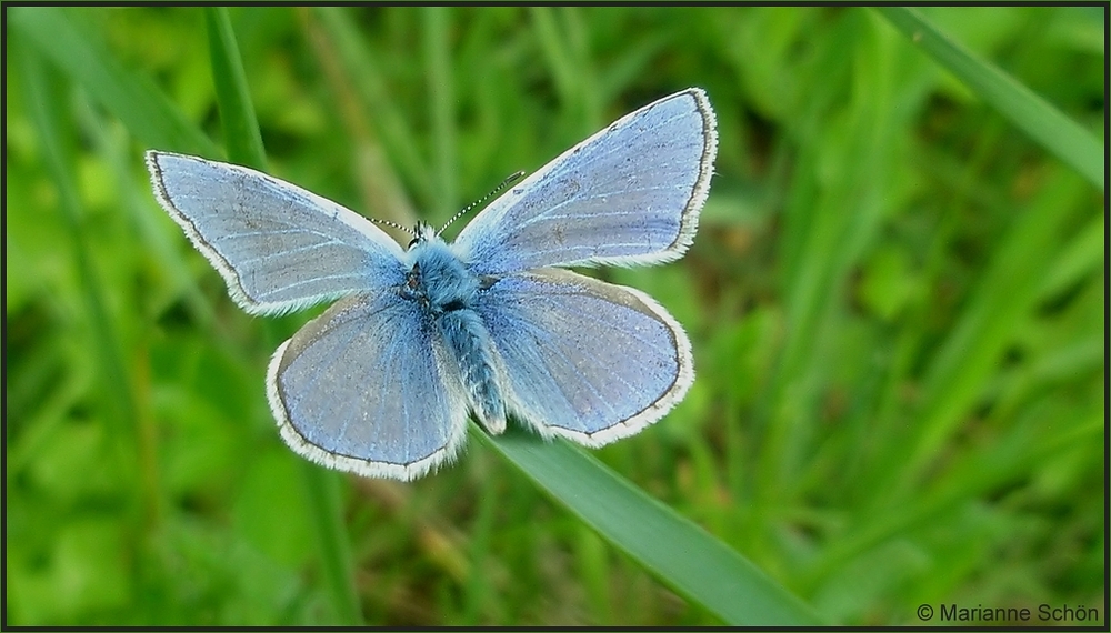 Himmelblau...