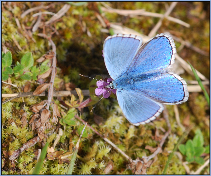 Himmelblau