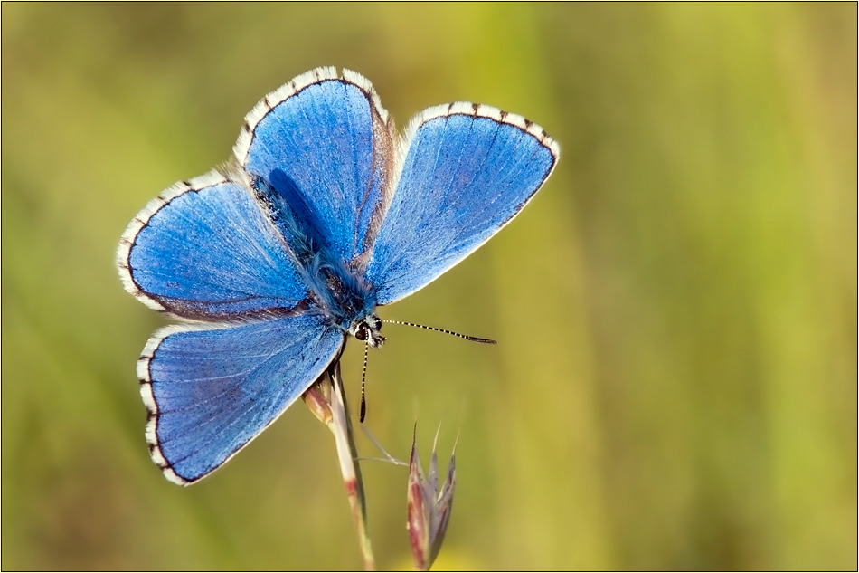 Himmelblau