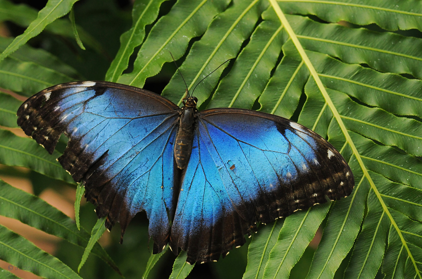 Himmelblau