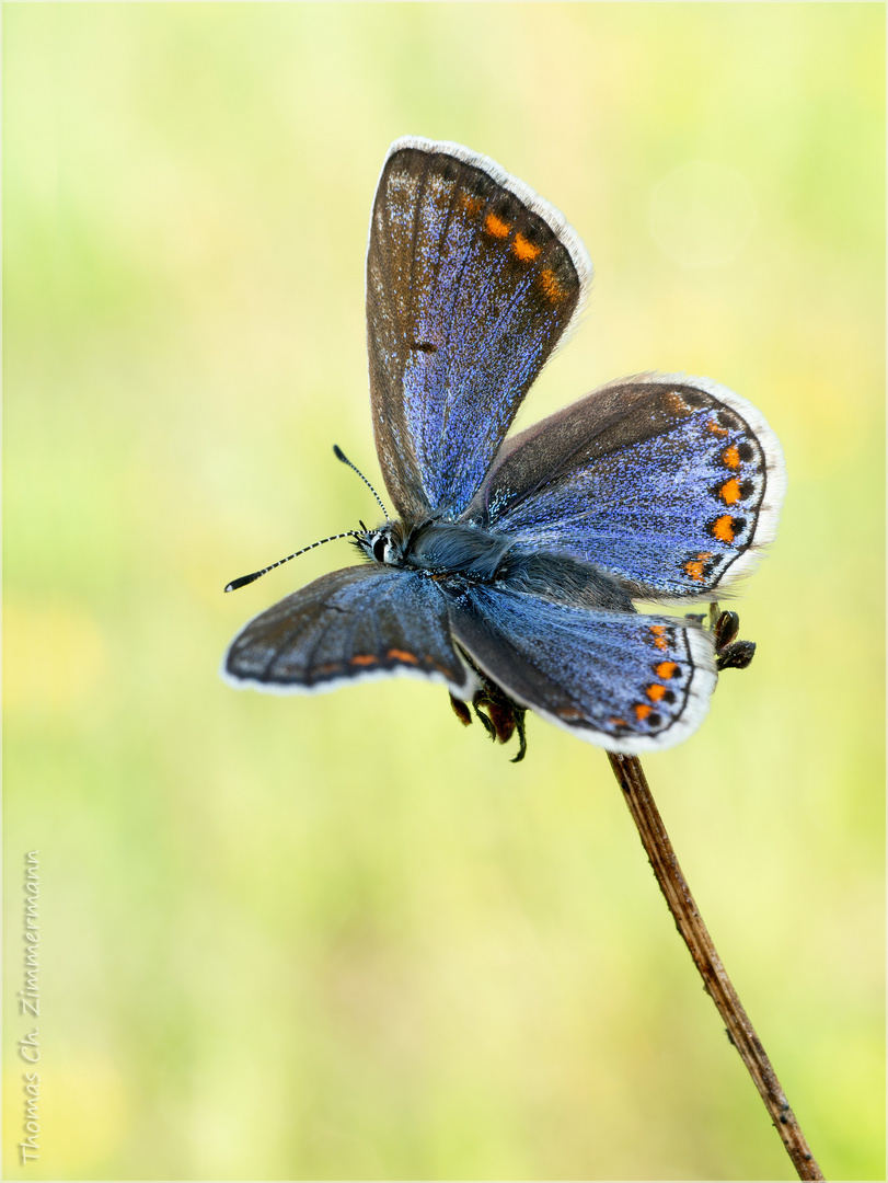 Himmelblau ...