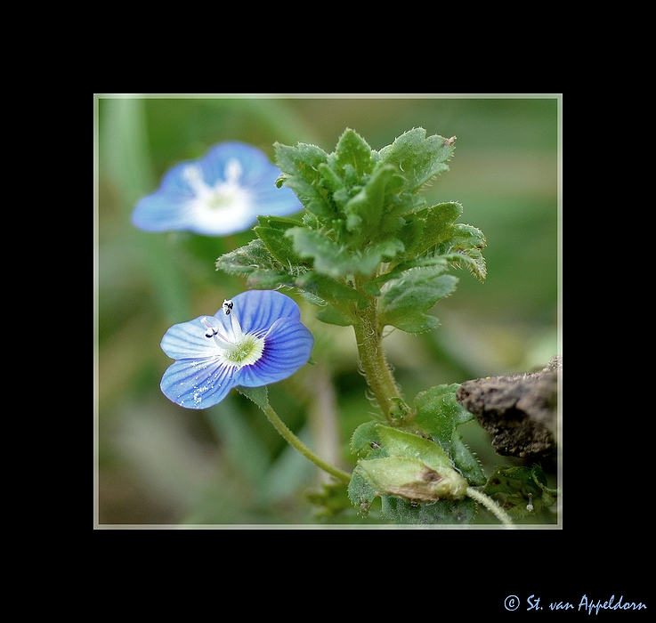 himmelblau...