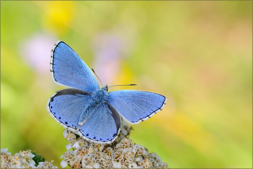 ~ HIMMELBLAU ~