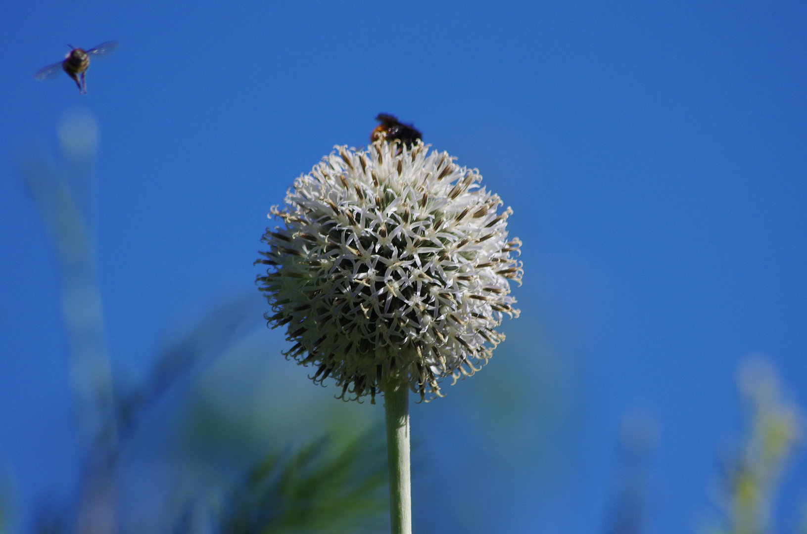 Himmelblau