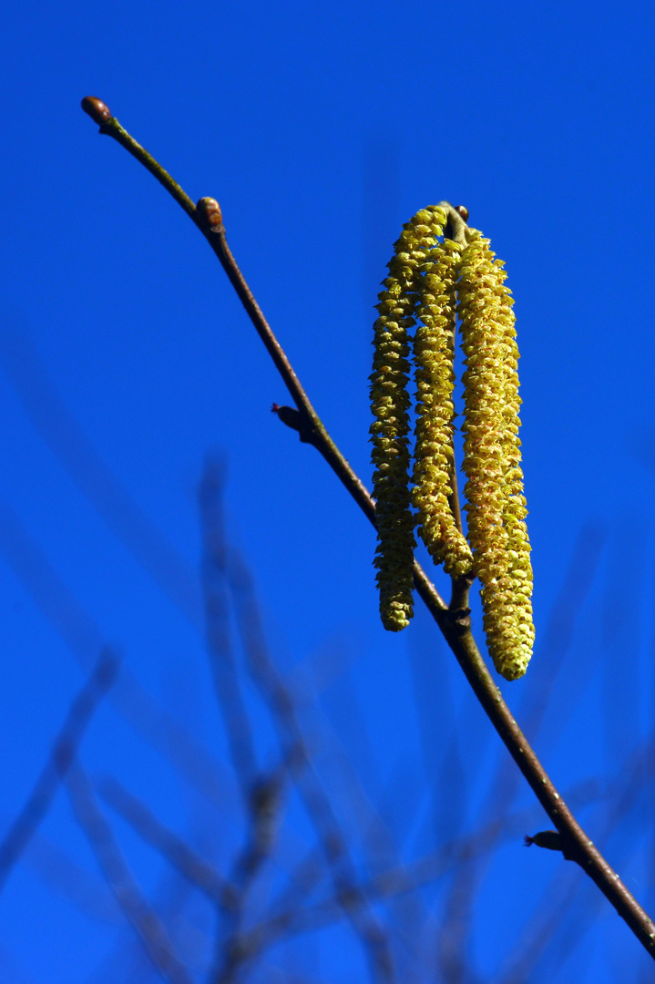 Himmelblau