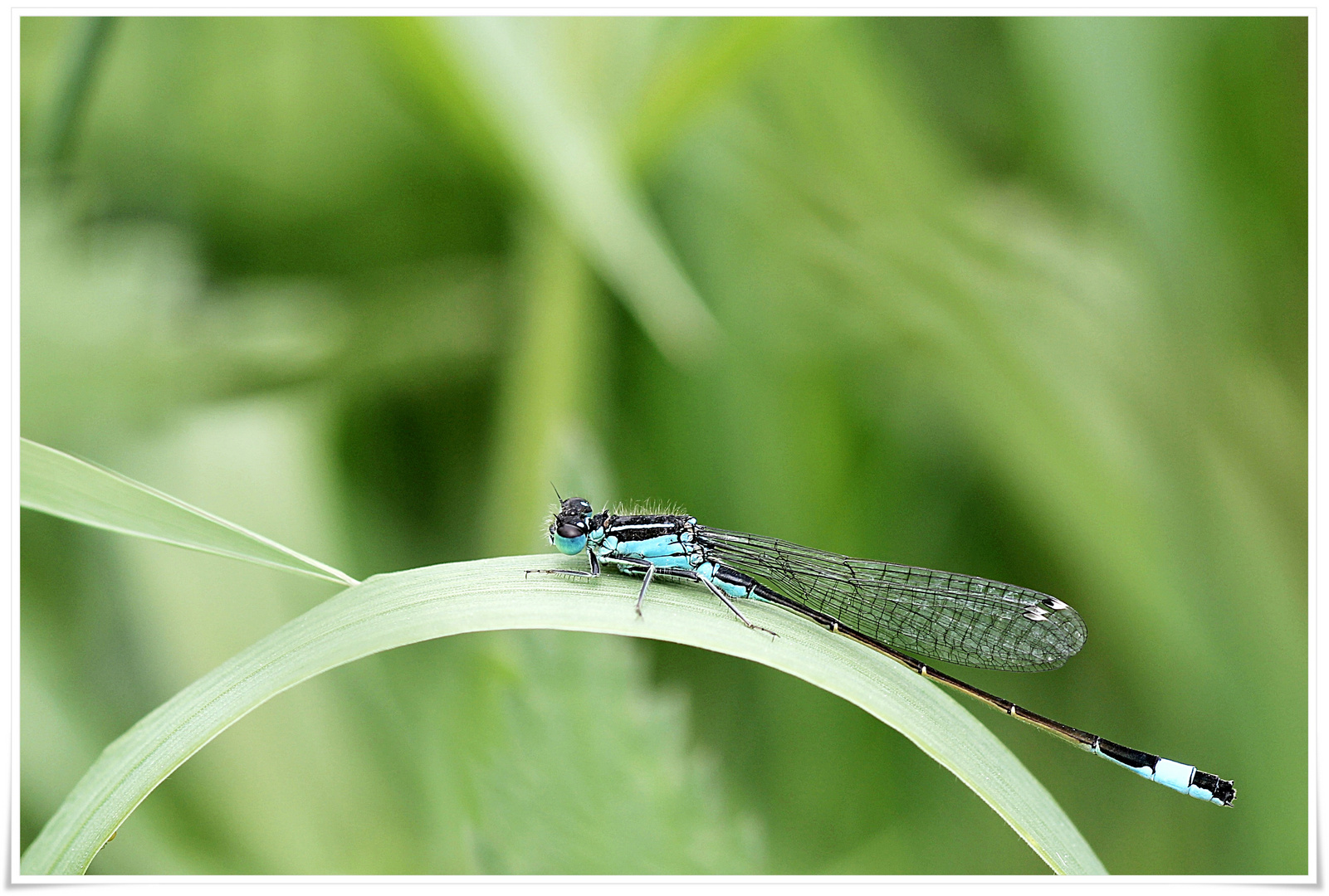 himmelblau