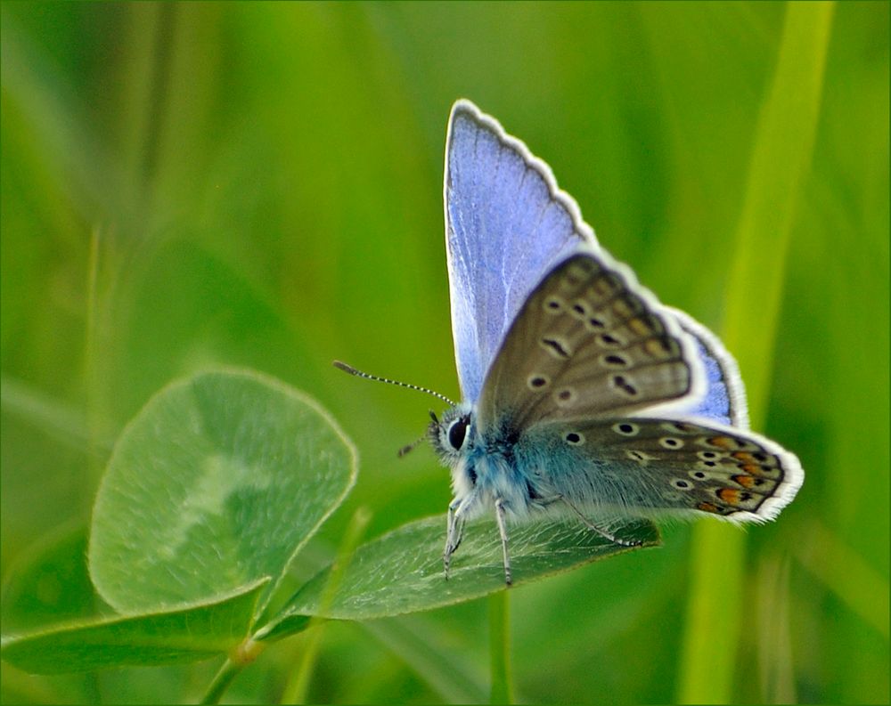 himmelblau