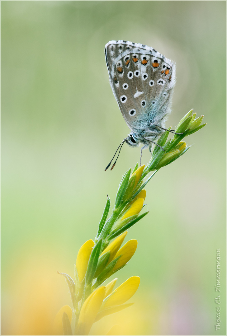 Himmelblau