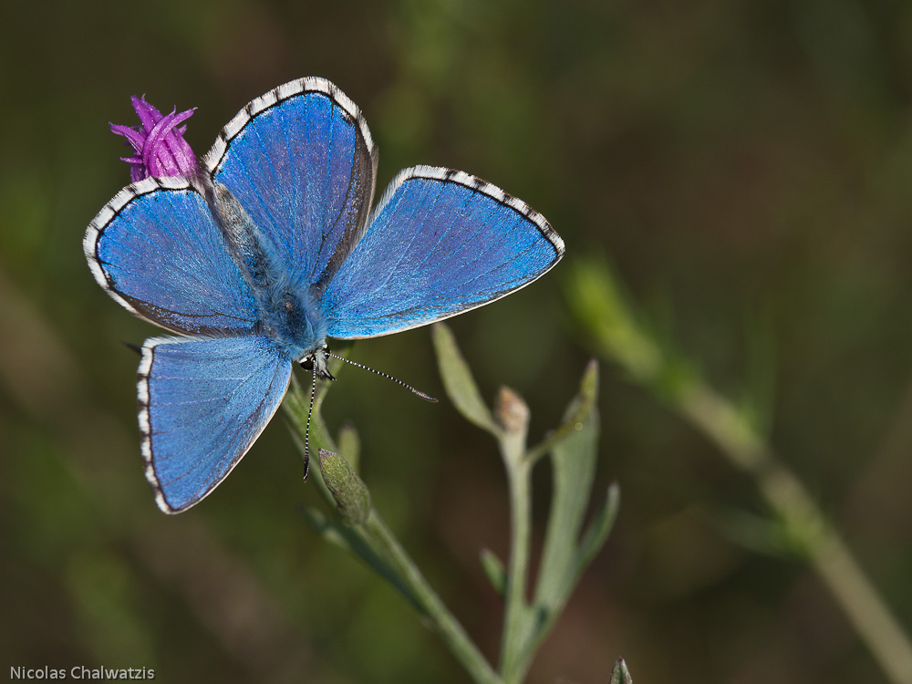 ~ Himmelblau ~