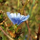 himmelblau geträumt