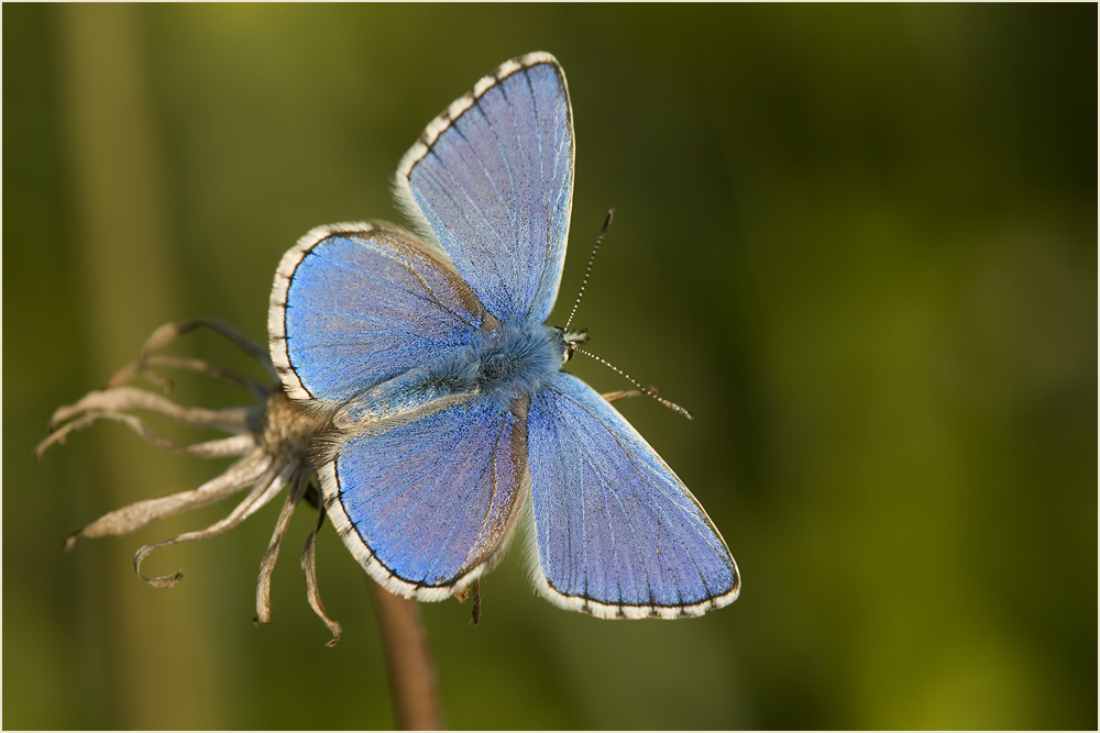 Himmelblau im grünen Gras