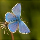 Himmelblau im grünen Gras