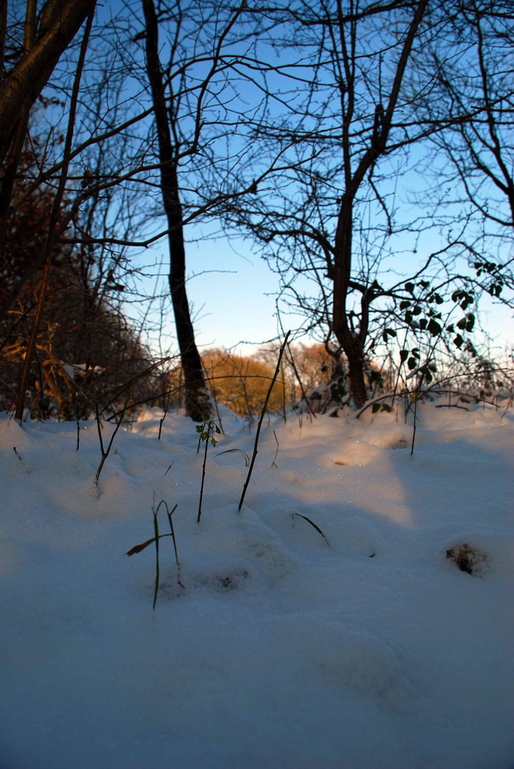 himmelBLAU im Wald....