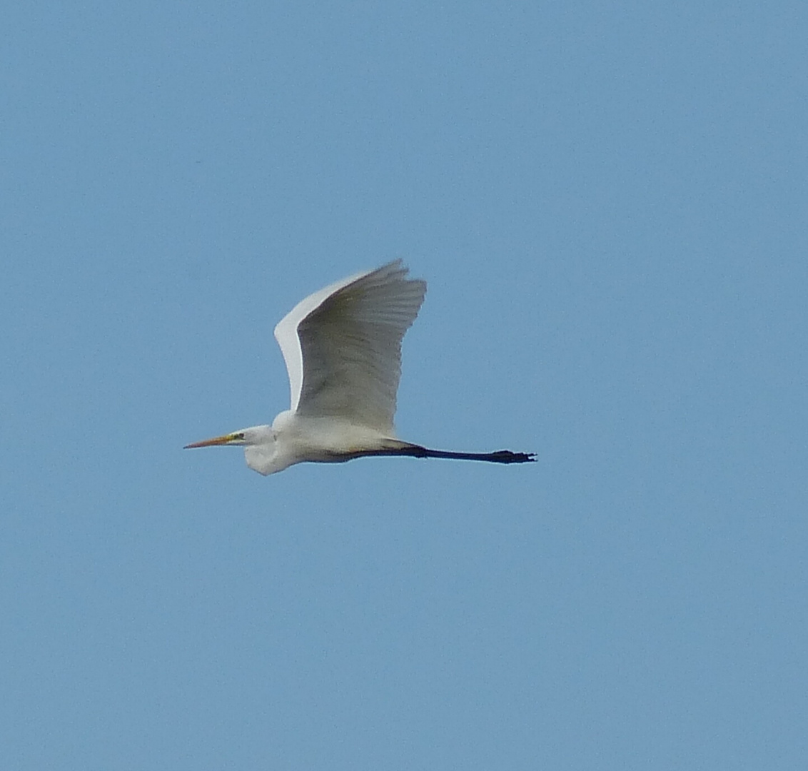 Himmelblau mit Silberreiher