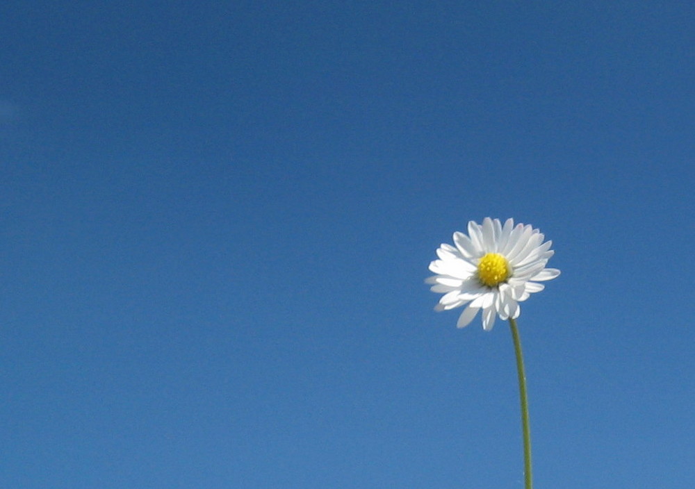 Himmelblau und Gänseblümchen