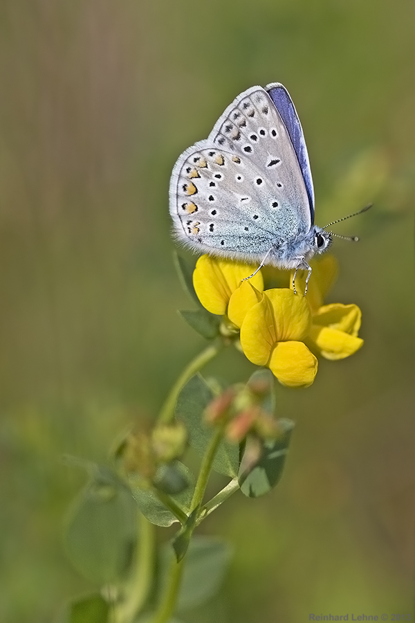 Himmelblau und Sonnengelb.....