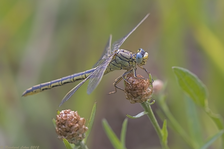 Himmelblaue Augen