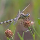 Himmelblaue Augen