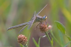 Himmelblaue Augen