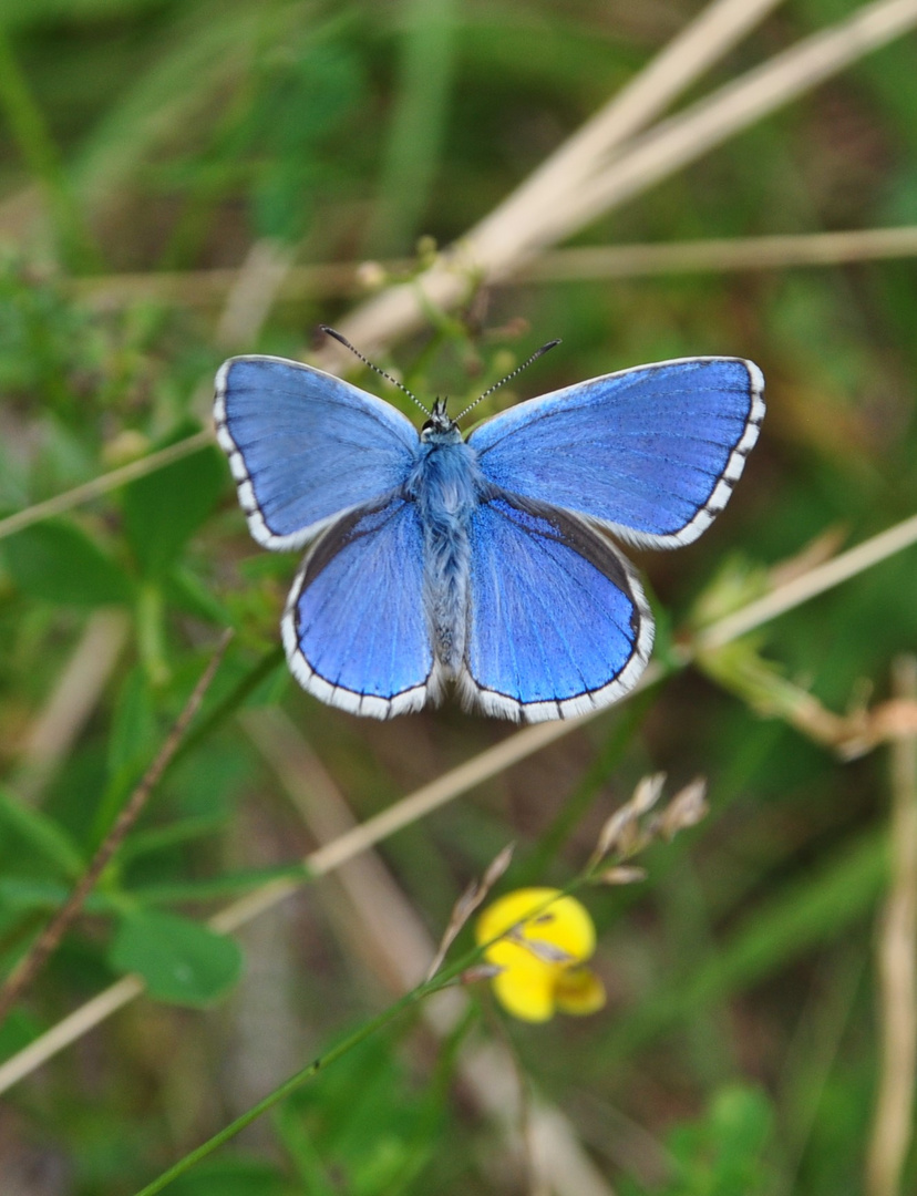 Himmelblaue Bläuling