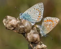 Himmelblaue Bläulinge