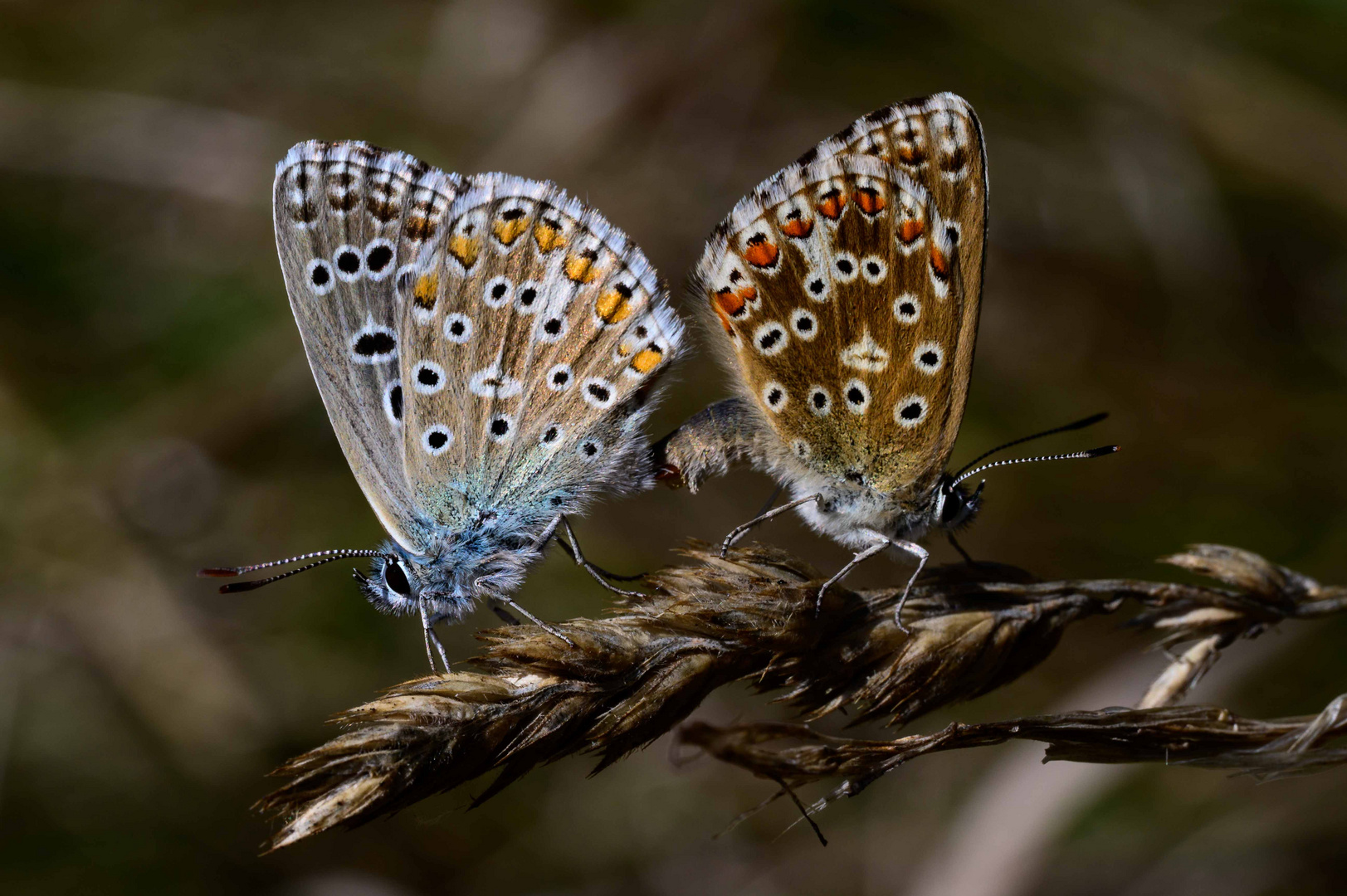 Himmelblaue Bläulinge (Lysandra bellargus)