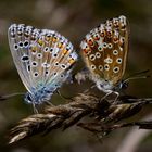 Himmelblaue Bläulinge (Lysandra bellargus)