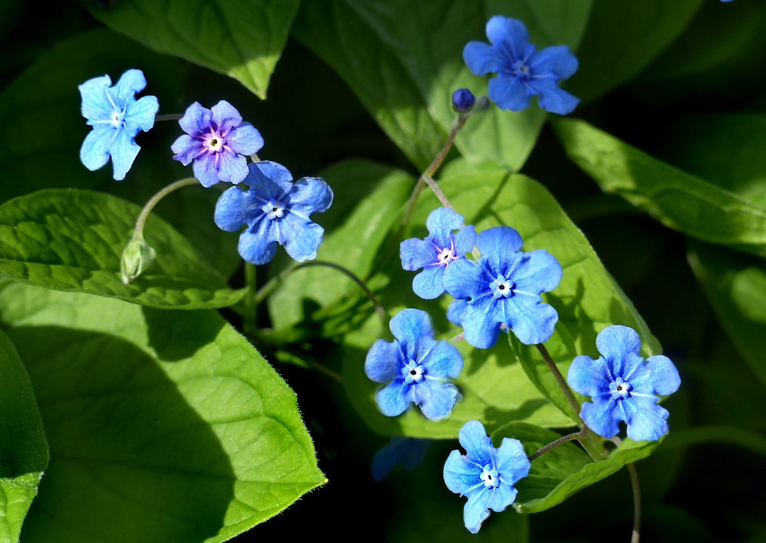 Himmelblaue Frühlingsboten