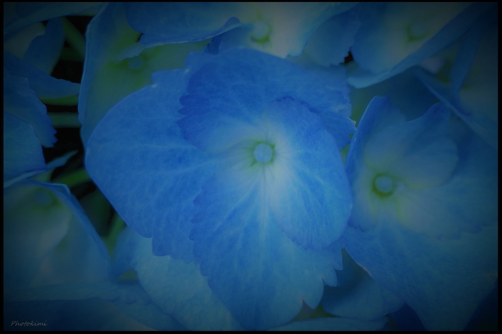 Himmelblaue Hortensie