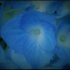 Himmelblaue Hortensie