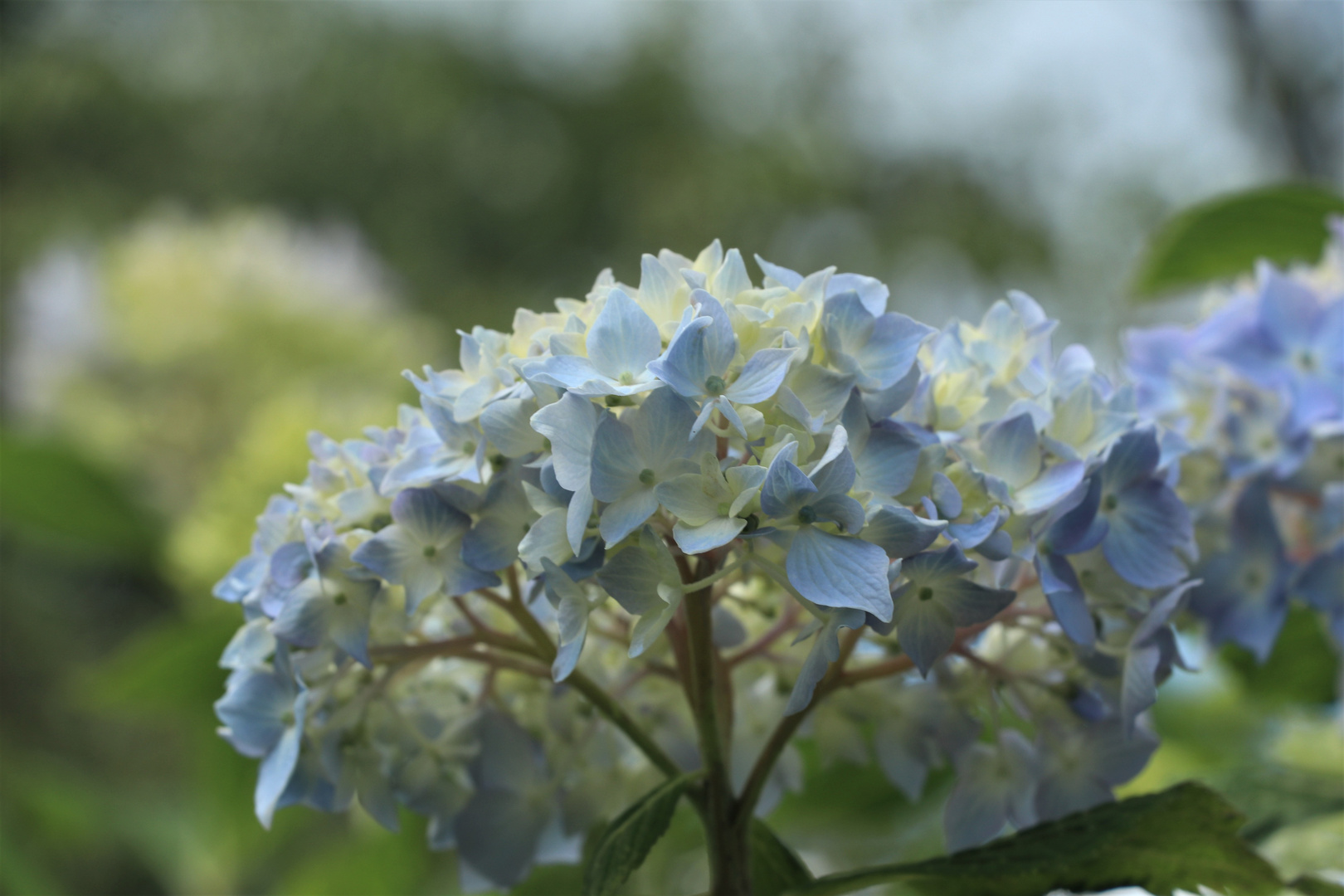 himmelblaue Hortensie