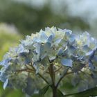 himmelblaue Hortensie