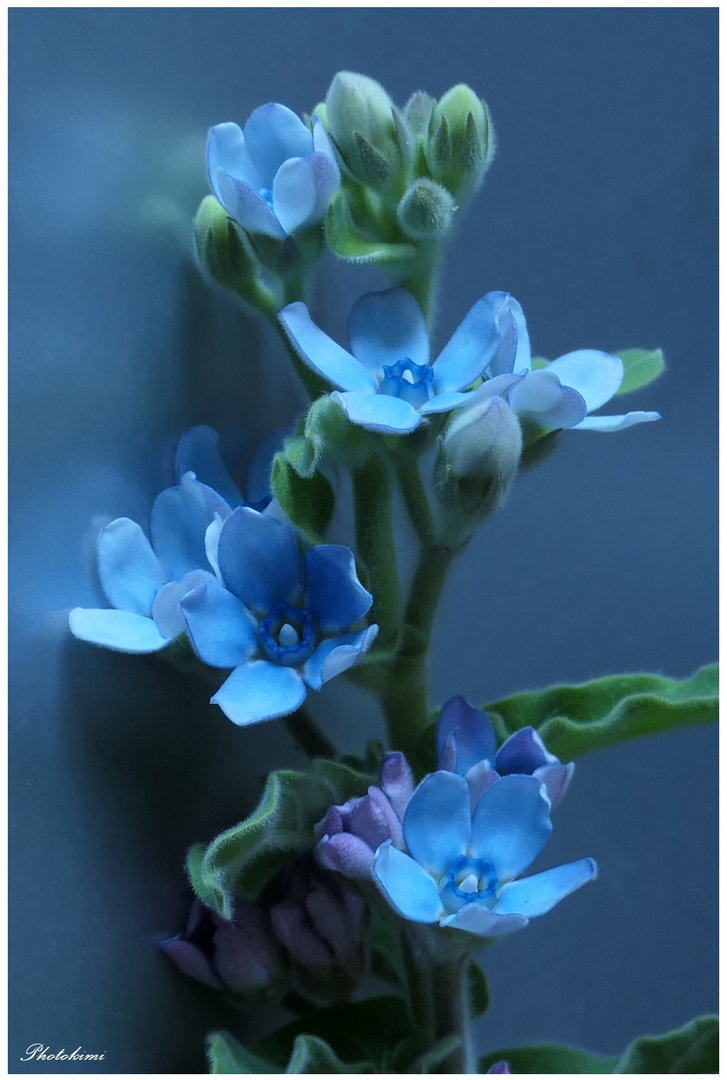 Himmelblaue Oxypetalum coeruleum