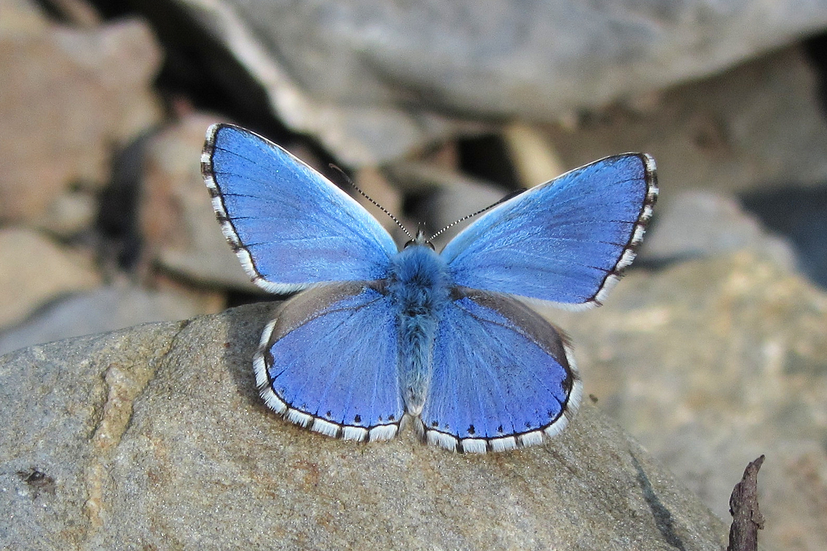 himmelblaue Pracht  -  Bläuling