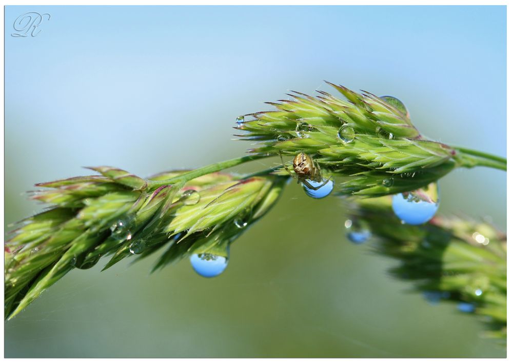 Himmelblaue Regentropfen