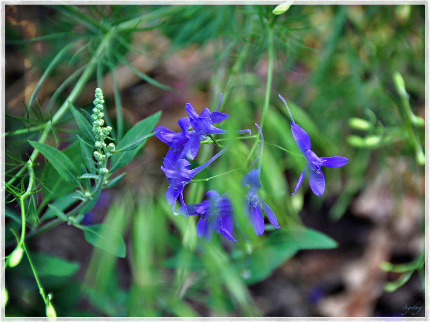 himmelblaue Sommergrüße