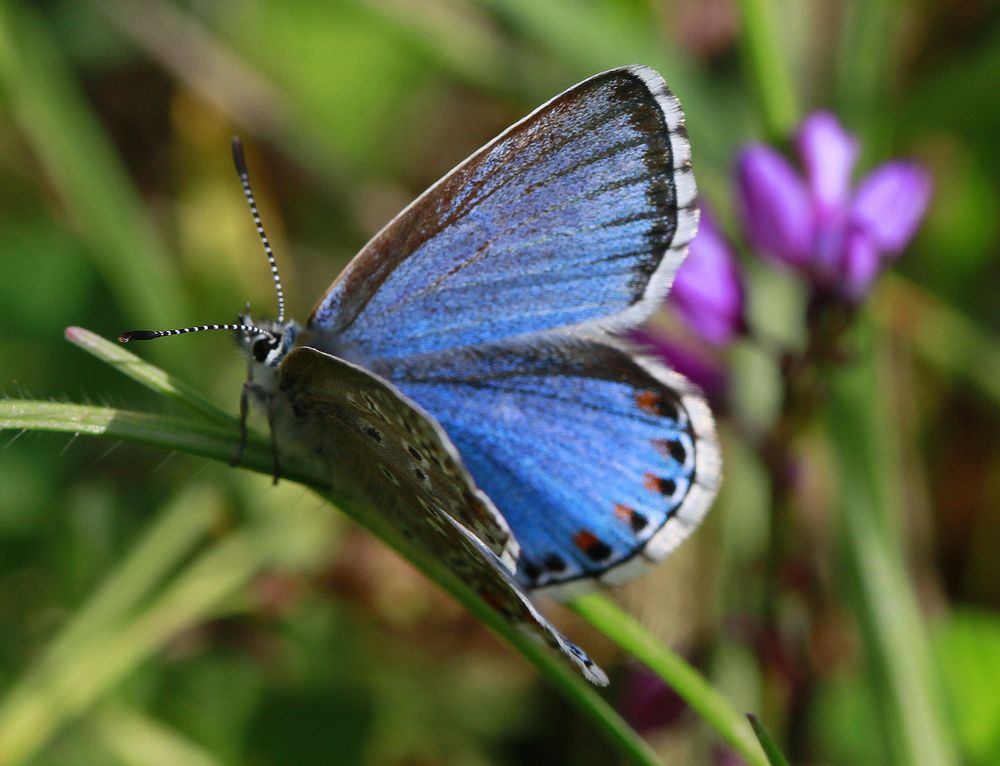 Himmelblauen Bläulings