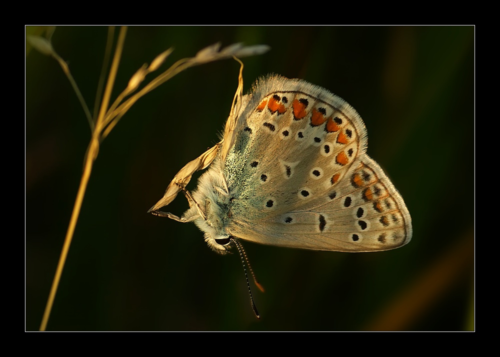 himmelblauer am abendlichen turngerät