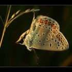 himmelblauer am abendlichen turngerät