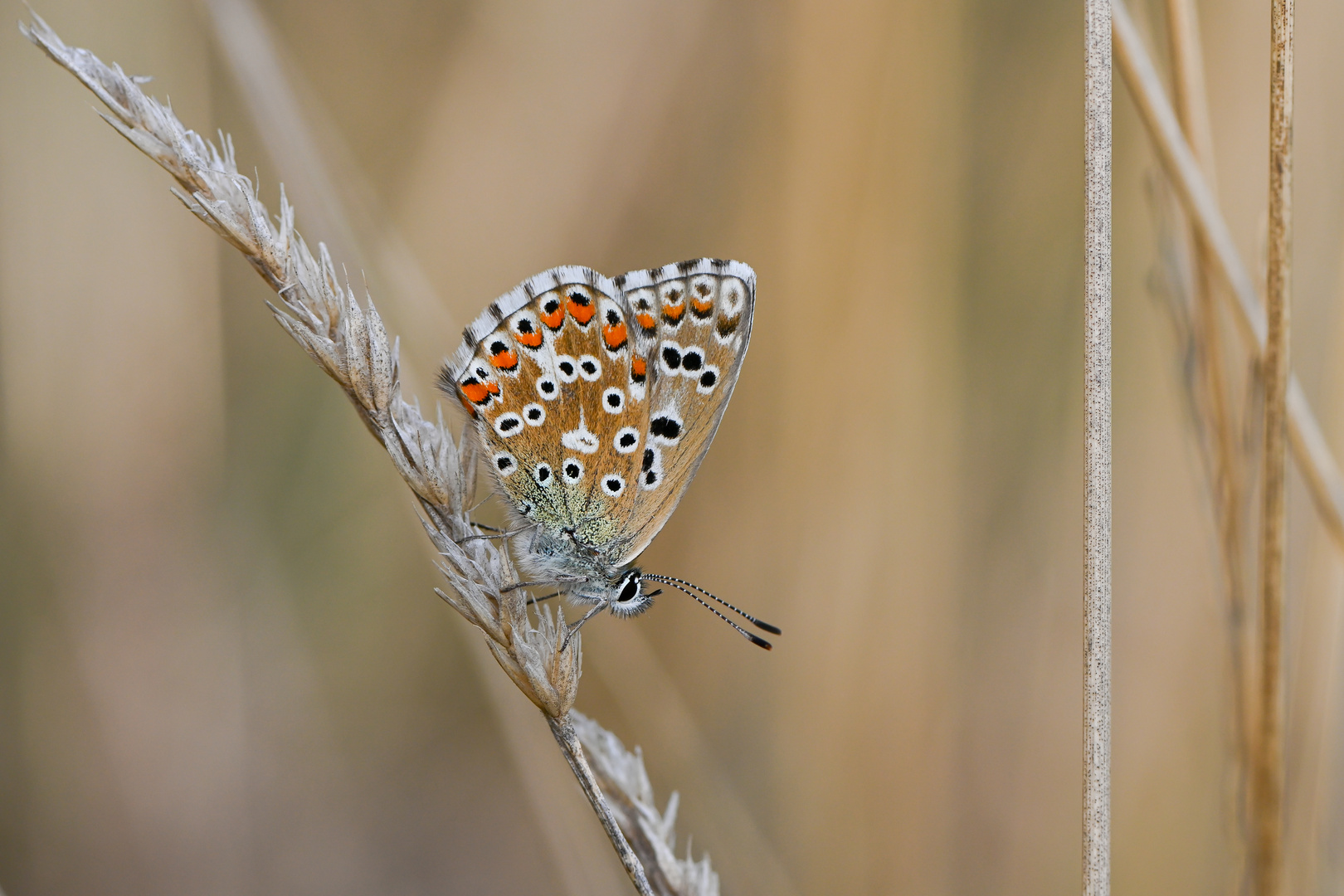 Himmelblauer Bläuing