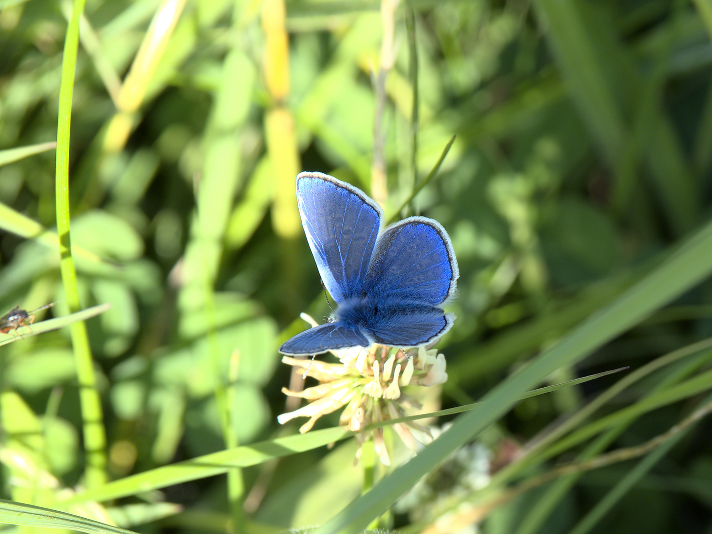 Himmelblauer Bläuling