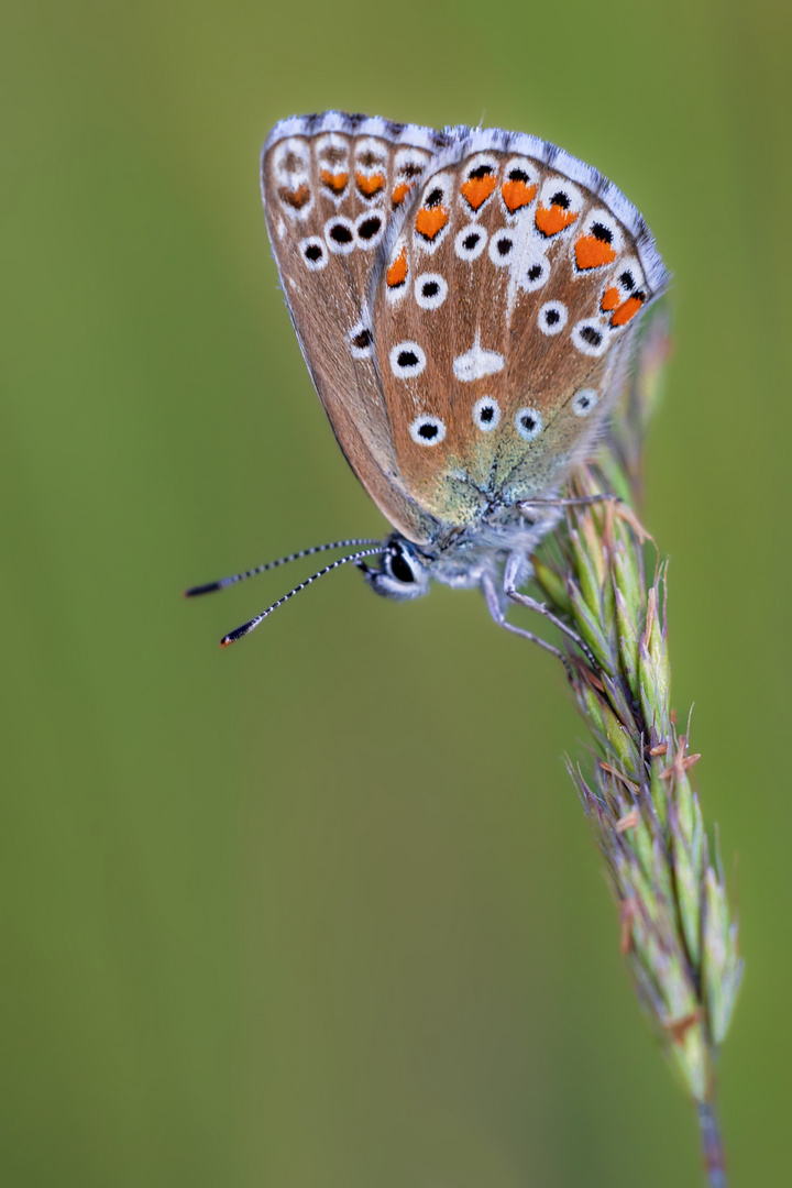 Himmelblauer Bläuling