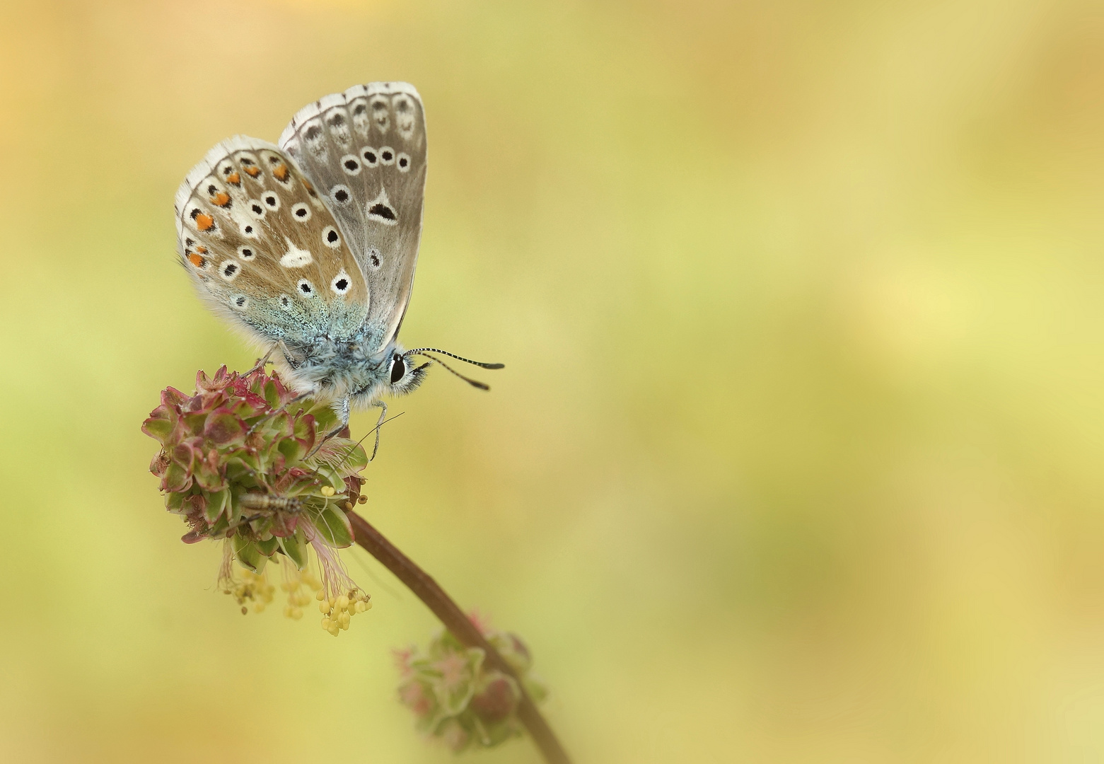 Himmelblauer Bläuling