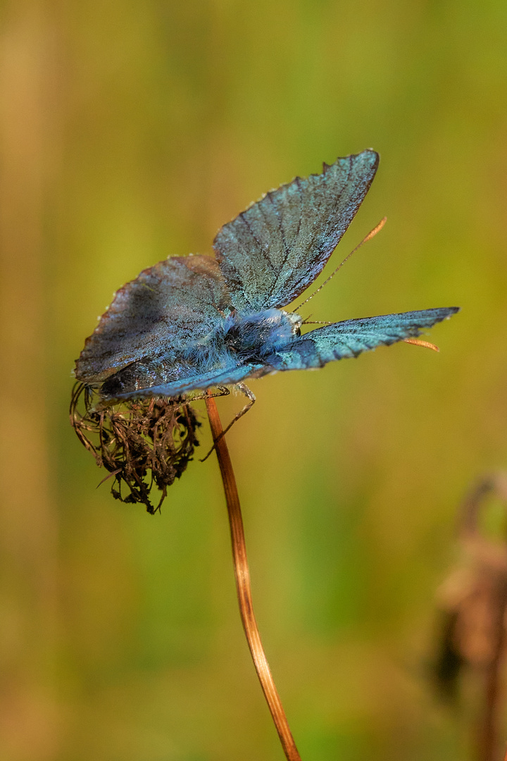 himmelblauer Bläuling .......