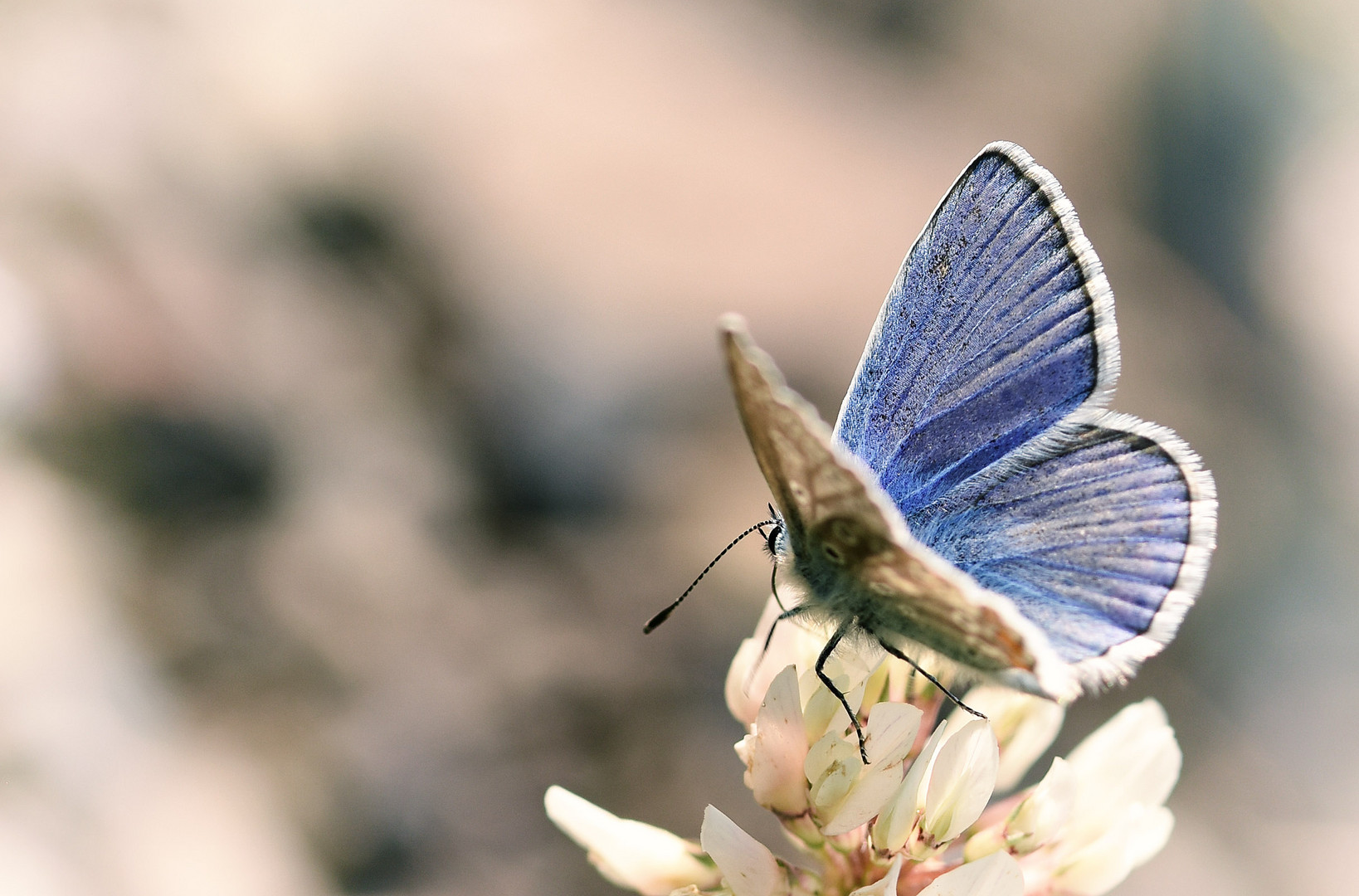 Himmelblauer Bläuling