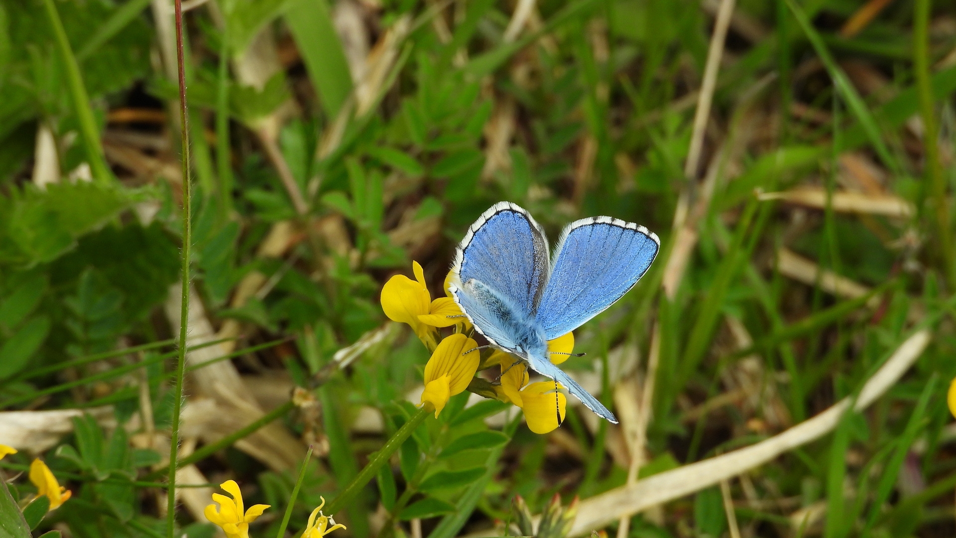 Himmelblauer Bläuling 