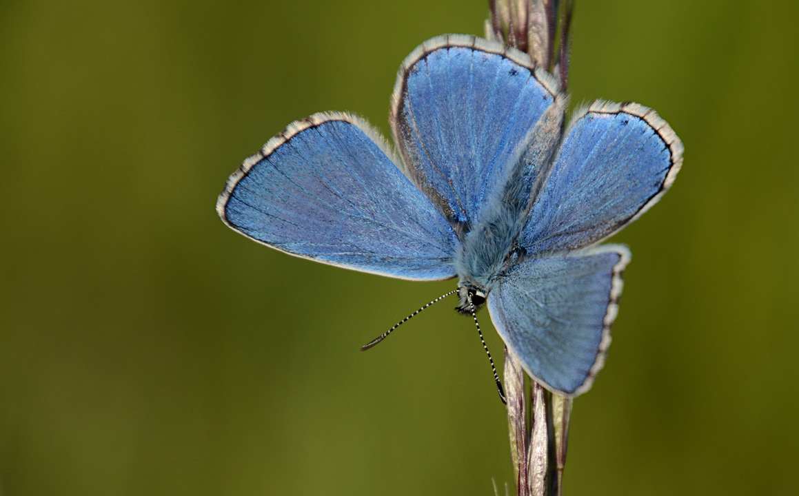 Himmelblauer Bläuling